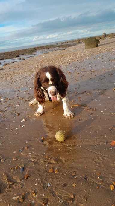 Springer spaniel with a tennis ball on a beach.