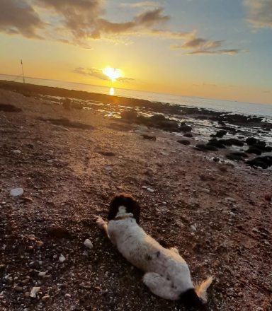 A white dog lying on a beach with the sun set behind.